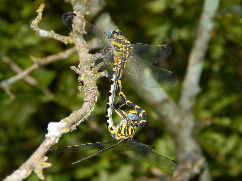 Onychogomphus uncatus (Gomphidae)